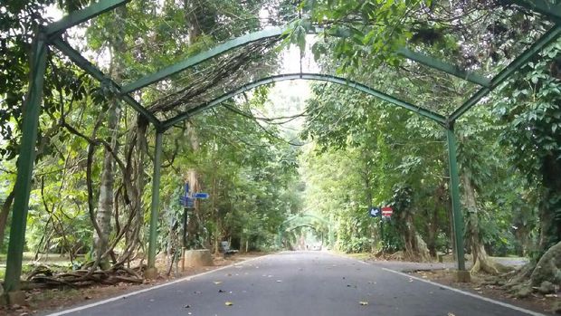 Pemandangan serba hijau yang segar (Bonauli/detikTravel)