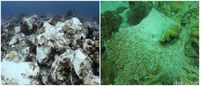 Begini Terumbu Karang Raja Ampat Sebelum dan Sesudah Ditabrak Kapal