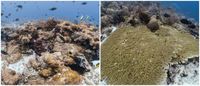Begini Terumbu Karang Raja Ampat Sebelum dan Sesudah Ditabrak Kapal