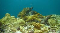Penampakan Karang Raja Ampat yang Dirusak Kapal Pesiar 