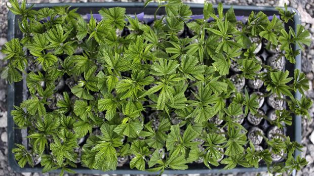 Ganja bisa diproduksi, dijual dan dikonsumsi secara legal di Uruguay mulai Juli mendatang