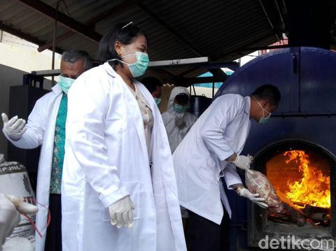 2 Ton Daging Celeng dan Gulma Impor Ilegal Dimusnahkan di Cilegon