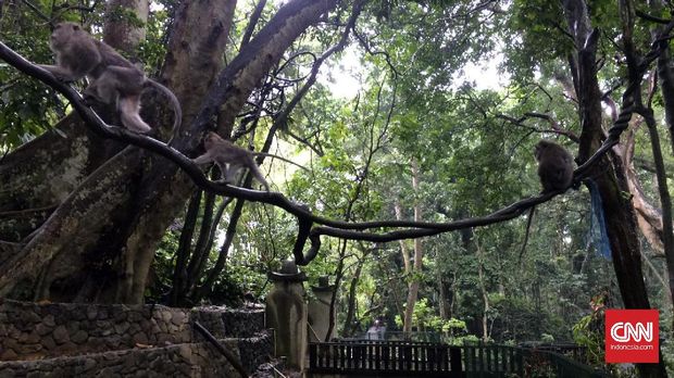 Berdamai dalam Ketenangan Bali di Ubud