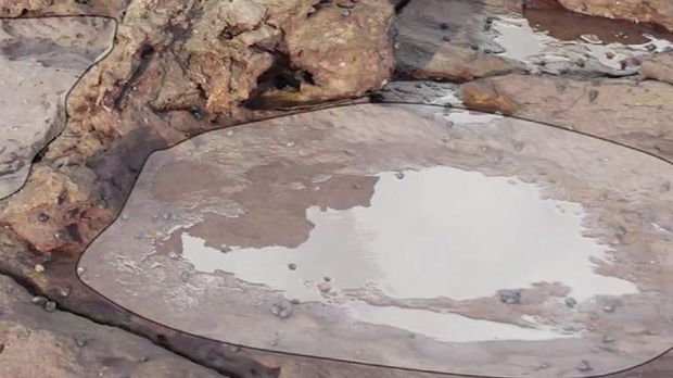 Jejak kaki Sauropoda yang ditemukan di Australia