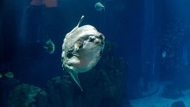 Mola-mola, Ikan Paling Ajaib dari Indonesia