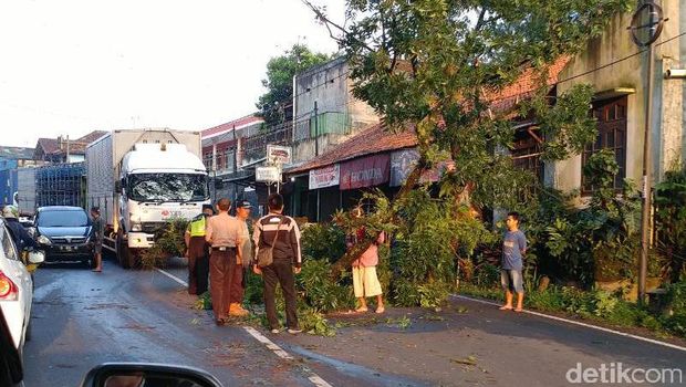 Pohon tumbang.