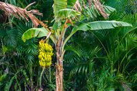  Pohon  Pisang  Ini Berbuah Lebat Karena Diperdengarkan Musik