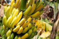 Pohon Pisang Ini Berbuah Lebat Karena Diperdengarkan Musik