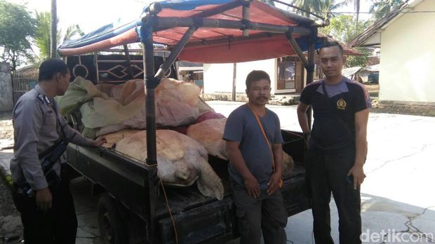 Polisi Gagalkan Penyelundupan Penyu Hijau di Pandeglang Banten