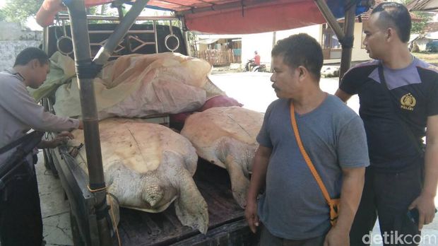 Polisi Gagalkan Penyelundupan Penyu Hijau di Pandeglang Banten