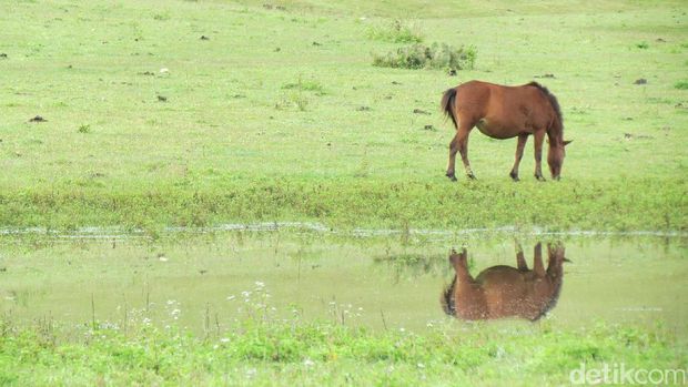  Fulan  Fehan  Padang Rumput Ala Eropa Tapi di Atambua