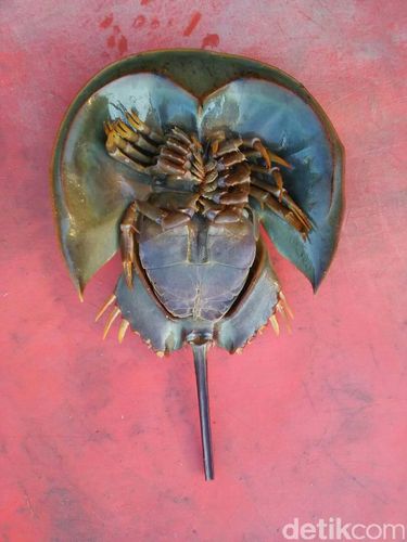 Digagalkan, Penyelundupan 300 Ketam dari Langkat ke Thailand