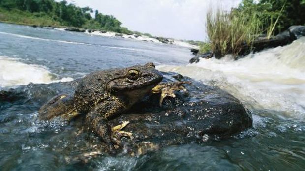 Perbedaan Katak dan Kodok Blog Penting Dede Wijaya