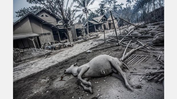 Salah satu dari rangkaian foto Kemal Jufri yang memenangi penghargaan World Press Photo 2011.