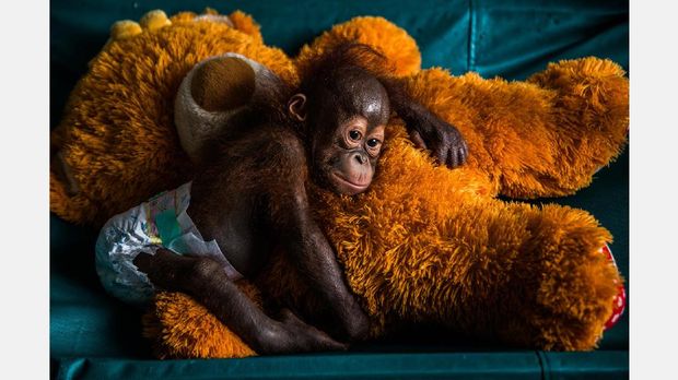 Foto Kemal Jufri di penampungan orangutan di Kalimantan. Sejak 2016, orangutan menjadi salah satu spesies langka.