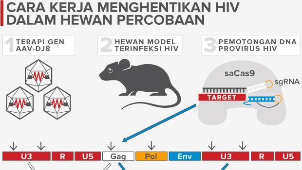 Ilustrasi teknik pengeditan Gen, Crispr