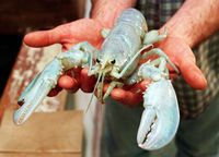 Nelayan Ini Tangkap Lobster Hantu yang Super Langka
