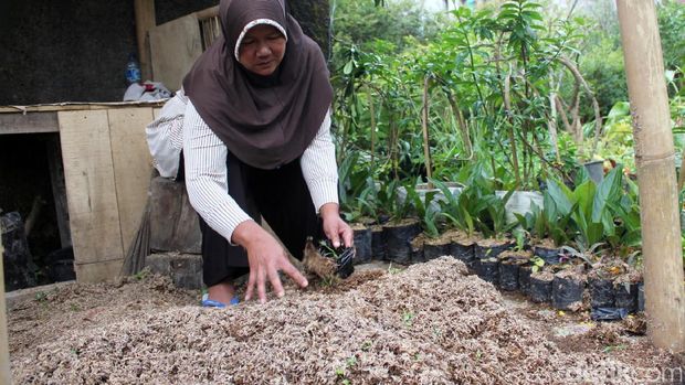 Hanya karna cacing,penjual jagung di cianjur di penjarakan
