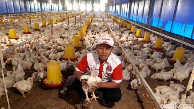 Hadi mampu meraup untung hingga Rp 1 Miliar per bulan dari bisnis ternak ayam.