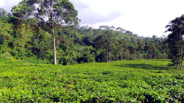 Bukan Puncak Ini Kebun  Teh  di Jawa Tengah