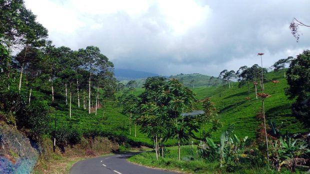 Kebun teh ini cocok banget buat refreshing (Wahyu/detikTravel)