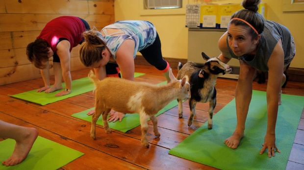 Sembilan Yoga Aneh Untuk Rayakan Hari Yoga Internasional