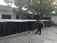 Polres Cirebon Gerebek Rumah Judi Sabung Ayam