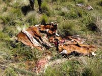 Melihat Bangkai Rusa Gunung Lawu, Pendaki: Miris, Itu Pembantaian