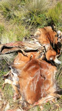 Melihat Bangkai Rusa Gunung Lawu, Pendaki: Miris, Itu Pembantaian