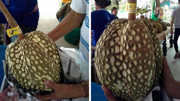 Durian tanpa duri dari Thailand yang hebohkan pecinta durian