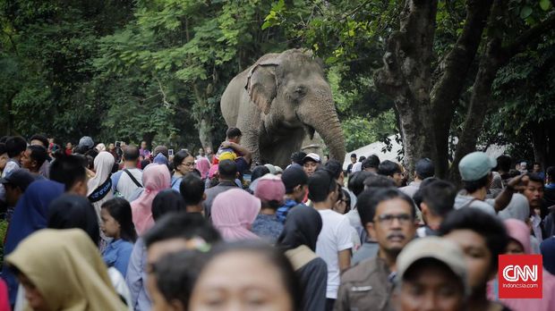 Puluhan ribu masyarakat mulai mengunjungi Taman Margasatwa Ragunan di hari kedua libur lebaran, hari ini Senin (26/6). Sedikitnya, ada 60 ribu pengunjung tercatat hingga siang ini.