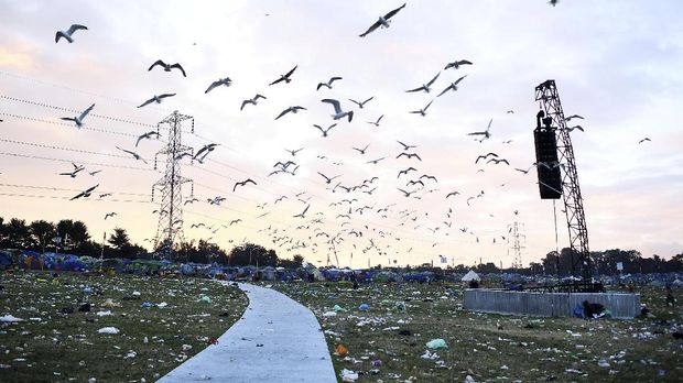 Burung camar pun ikut mengais sampah di area Glastonbury.