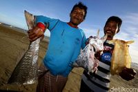 Menjala Ratusan Juta Rupiah dari Gelembung Ikan  di Merauke