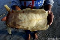 Menjala Ratusan Juta Rupiah dari Gelembung Ikan  di Merauke