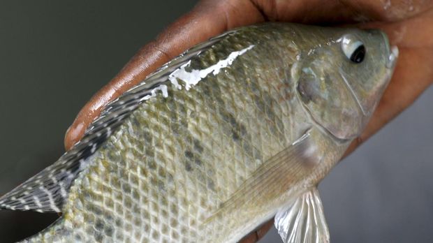 Cegah Virus Tilapia, FAO Imbau Perketat Impor Ikan Nila