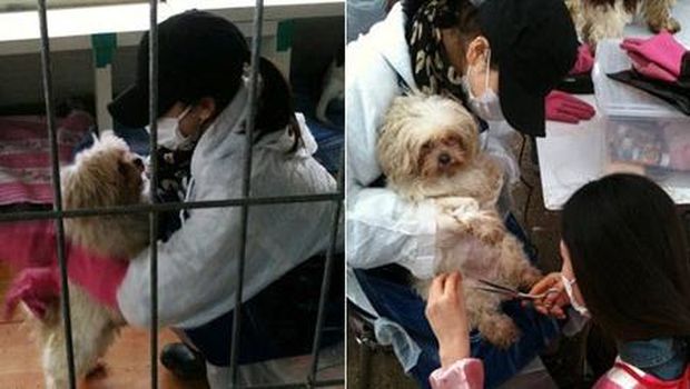 Song Hye Kyo di tempat penampungan anjing