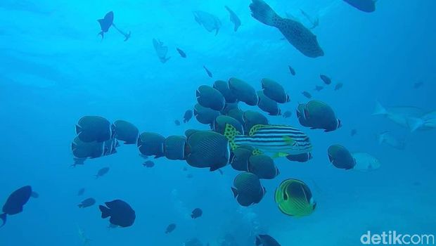 Alam bawah laut Pulau Sabang yang indah