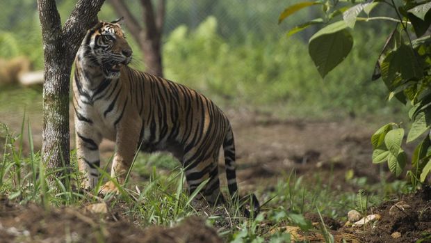 Pengelola Kerinci: Konversi Lahan Taman Nasional Meningkat