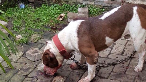 Anjing Pitbull yang menggigit Ramiza hingga tewas. 