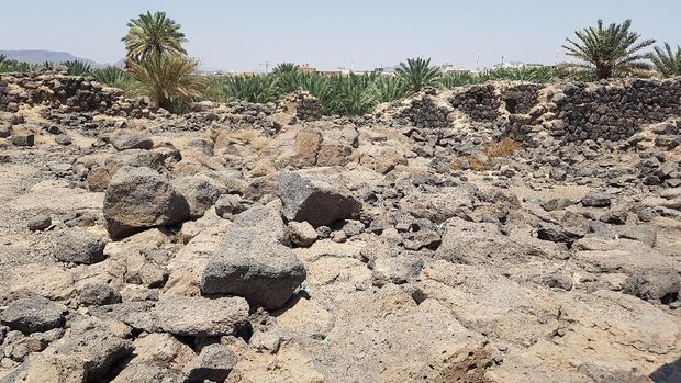 Di sekeliling benteng ada kebun-kebun kurma. 