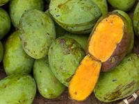 Ini Jenis Mangga yang Cocok untuk Diolah Jadi Dessert Ini Jenis Mangga yang Cocok untuk Diolah Jadi Dessert