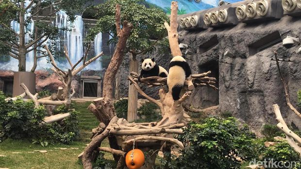 Panda-panda ini naik ke atas pohon untuk bermain (Aji/detikTravel)
