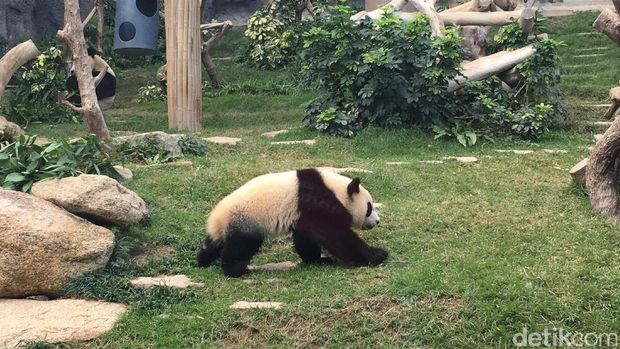 Panda yang menggemaskan (Aji/detikTravel)