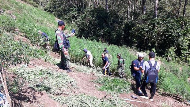 Ladang ganja seluar 4 hektare di Mandailing Natal, Sumut.