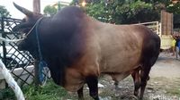 Sapi Kurban 1,3 Ton dari Jokowi di Palembang Jadi Tontonan 