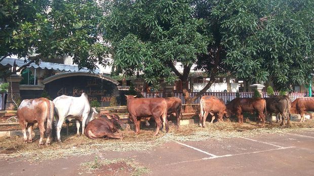 Idul Adha, Polda Metro Jaya Sembelih 98 Hewan Kurban