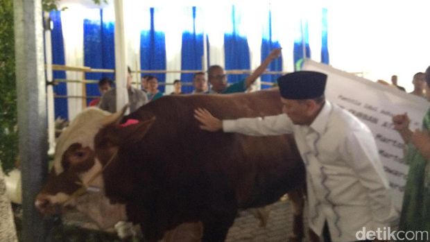 Gaya Agus Marto Elus Sapi 1 Ton Sebelum Dipotong