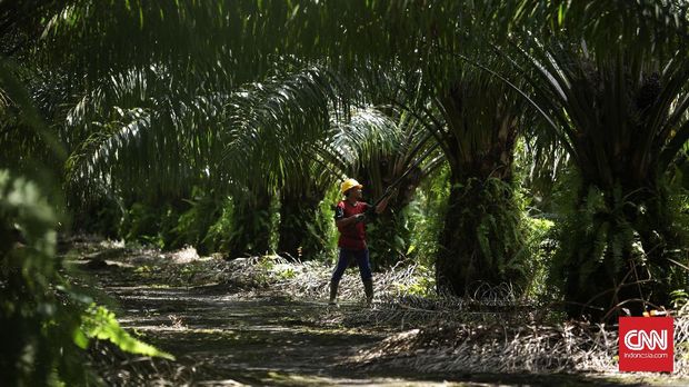 Hingga saat ini, penggunaan lahan untuk perkebunan kelapa sawit mencapai 11 juta hektar.