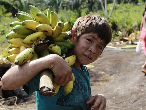 Anak Suku Indian di Amazon Memanen Pisang./Foto: Alice Kohler Photgraphy