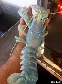 Misterius Ya? Ada Lobster Langka dengan Warna Transparan